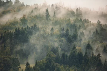 Fototapeten Neblige Landschaft mit nebligen Waldtapeten © leszekglasner