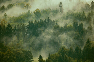 Wallpaper with mystical foggy forest