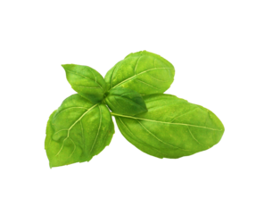 feuilles de basilic grand vert isolées