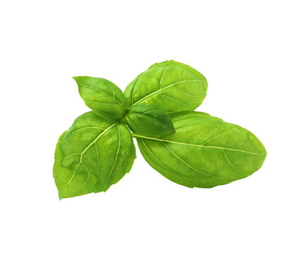 feuilles de basilic grand vert isol&eacute;es