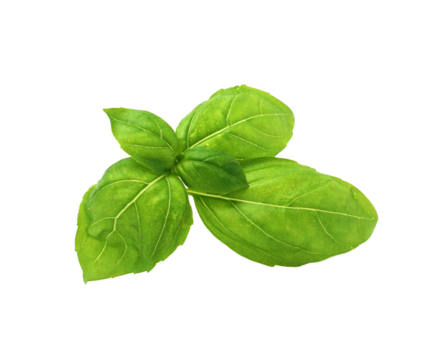 feuilles de basilic grand vert isolées