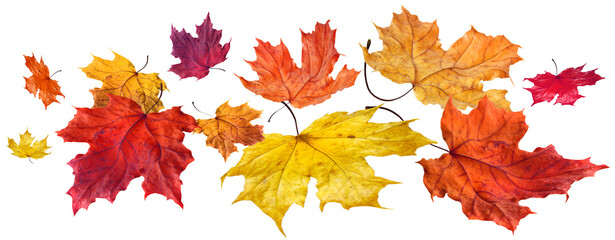 Colorful autumn maple leaves flying and falling isolated
