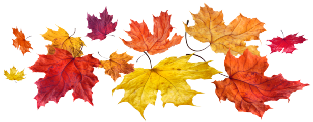 Colorful autumn maple leaves flying and falling isolated