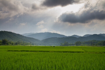 rice fields after the storm