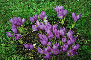 Purple crocuses in the grass