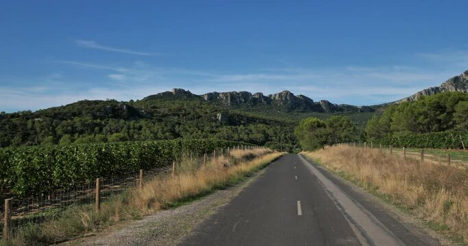 vineyards, Pic saint Loup and Hortus, , Herault department,  The Occitan, France