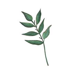 Watercolor green tree branch