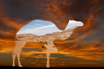 Sand dunes of the Sahara desert in the silhouette of a camel against the sunset sky. Camel...
