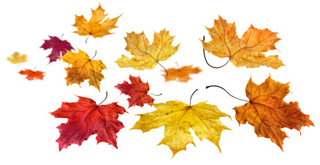 Colorful autumn maple leaves flying and falling isolated