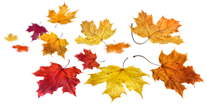Colorful autumn maple leaves flying and falling isolated