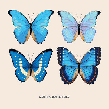 Morpho butterfly vector art in different species