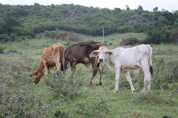herd of cows
