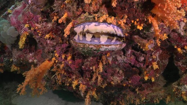 Thorny oyster closing on tropical coral reef