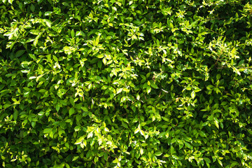 Obraz premium Leaves curtain or tree wall