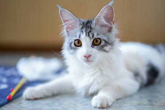 メインクーン子猫 の画像 164 件の Stock 写真 ベクターおよびビデオ Adobe Stock