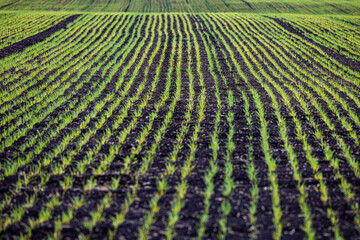 field with sprouts of young green wheat