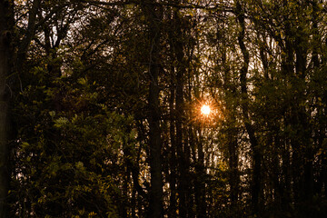 sun shining through trees