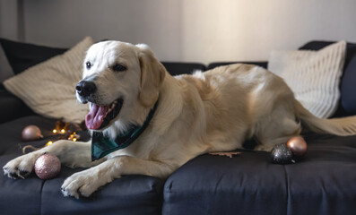 White labrador dog on the couch among the Christmas decor, copy space.