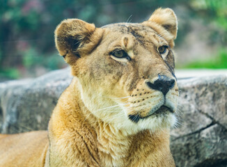 a female lion makes solemn face.