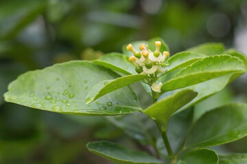 Obraz premium Young lime fresh and fragrant On the lime tree with bokeh background.