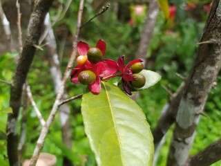 Obraz premium Micky mouse Ochna milli Red colour flower