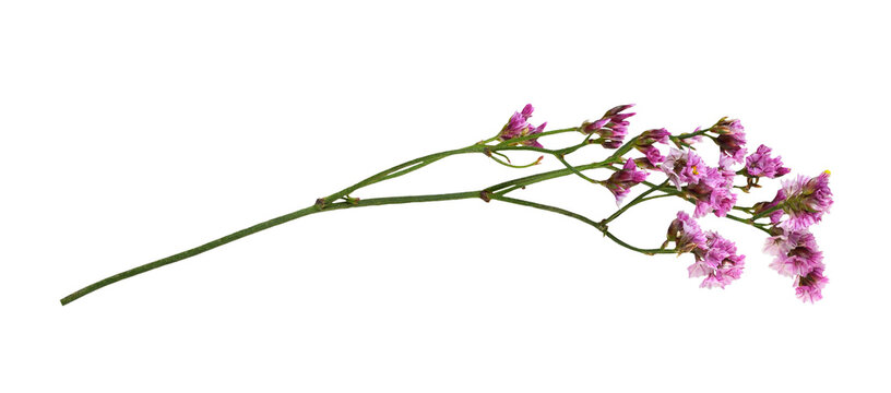 Naklejki Twig of pink limonium flowers isolated