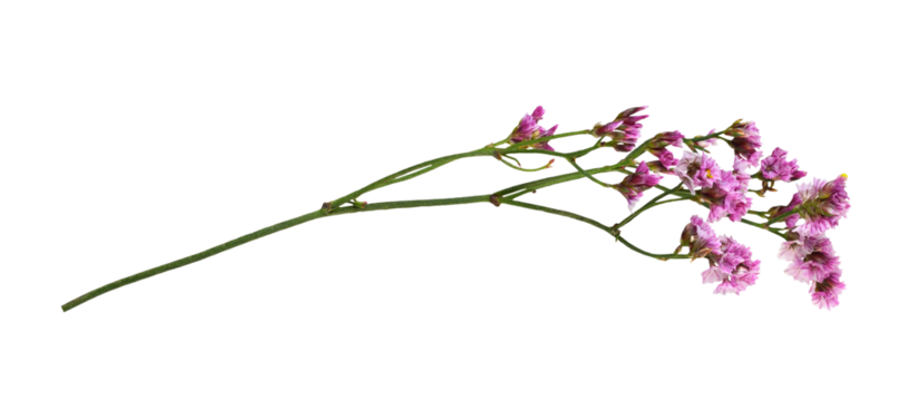 Twig of pink limonium flowers isolated