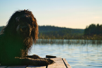 Goldendoodle dog lying on a jetty and looking at a lake in Sweden. Animal photo