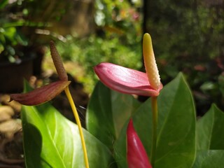 Obraz premium Anthuriam flower 