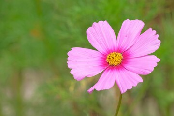Obraz premium pink cosmos in full blooming
