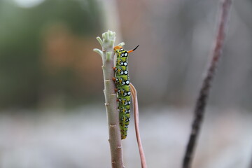 praying mantis on a branch
