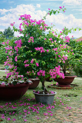 Growing pink Bougainvillea flowers in Nha Trang Vietnam