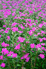 Obraz na płótnie Canvas Rosy Periwinkle flowers in a garden closeup