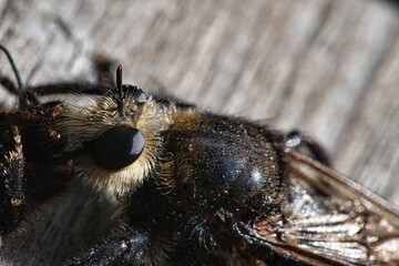 Yellow murder fly or yellow robber fly with a bumblebee as prey. Insect is sucked