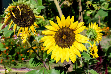 Obraz premium One vivid yellow common sunflower (Helianthus) and blurred green leaves in soft focus, in a garden in a sunny summer day, beautiful outdoor floral background