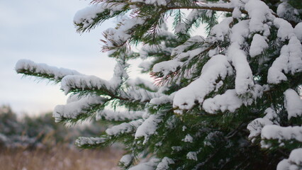 Snowy spruce tree needles at winter weather close up. Fir tree covered snow.