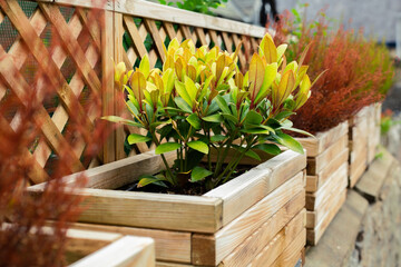 Wooden pots with flowers outside