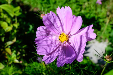 One delicate vivid pink flower of Cosmos plant in a cottage style garden in a sunny summer day, beautiful outdoor floral background photographed with soft focus