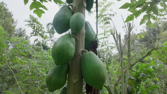 Huge green tropical fruits hanging on a papaya tree in the jungle forest. Camera going around exotic garden fruit tree in Bali Indonesia. Tropical flora. Woods in the tropics. Natural background.