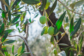 Group of olives hang on the branch of an olive tree.