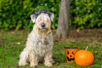 soft coated wheaten terrier in a garden at Halloween