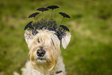 soft coated wheaten terrier wearing a halloween hat