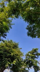 Natural background of the tree, sky, and sun in garden during sunny day