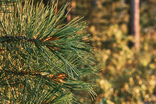 Pine branches with long needles on blurred background