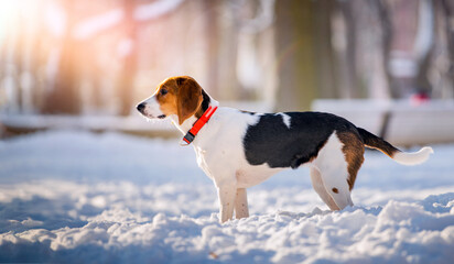 Portrait of american beagle dog walking in snow on camera in winter in park