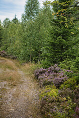 hiking trail through sweden, smalland. Firs and heather by the wayside. walk on