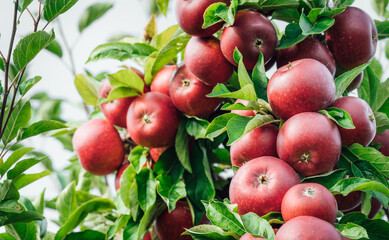 Red apples on tree ready to be harvested. Ripe red apple fruits in summer garden. Selective focus.