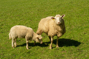 Naklejka na ściany i meble Cordero con oveja en el prado verde