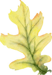 Fototapeta premium Autumn Leaves Watercolor