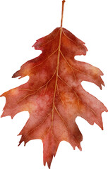 Autumn Leaves Watercolor